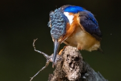 CID2222-Editwebsite-2