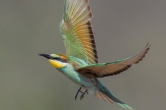 CID3138-2BPOTY2026-2