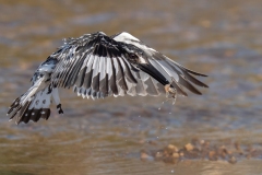 CID4548-2BPOTY2026-2