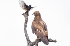 CID5403-2-EditBPOTY2026-2