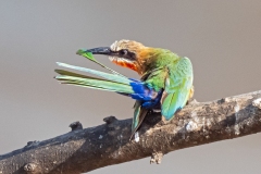 CID5828lightenedx2finalBPOTY2026-2