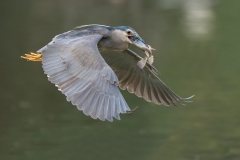 CID9722-Edit-EditBPOTY2026-2