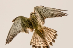 DSC2838-Editweb600sharpen-2