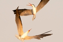 DSC9557-2.websitejpgnew200-2