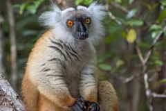 CID1442-Edit-2website