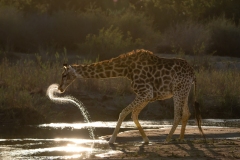 CID3346-Edit-2website