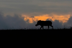 DSC1659-2-Edit-2-Edit-Edit-2new600