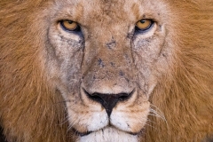 TerrestrialWildlife_Lion