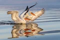 1_DSC0386website