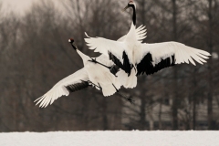 1_DSC2232website120