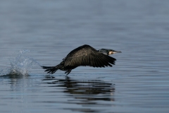 1_DSC3479-2website