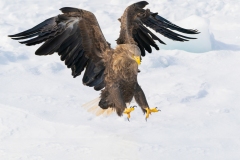 1_DSC3805-3website