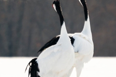 1_DSC5558-2website120