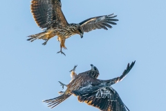 1_DSC8972-3website200