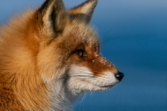 DSC1758-2-Edit-2website