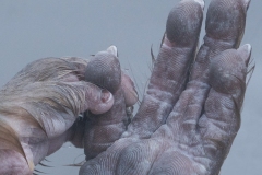 DSC7454-Edit-Editwebsite-1