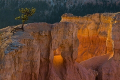 Bryce