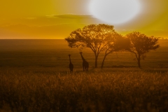 Masai Giraffe