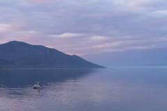 Dalmatian Pelican