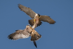 1_DSC0345website