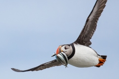 1_DSC3778website600sharp