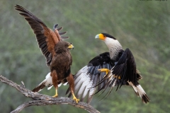 1_DSC4512website