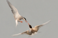 1_DSC5641-Edit-Editlightweb600sharp