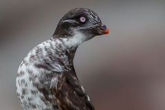 1_DSC9191website600sharp