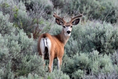 1_DSC3631awebsite