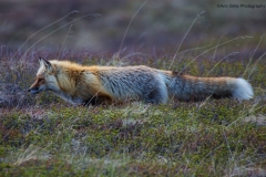 1_DSC4780website