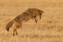 1_DSC5904website