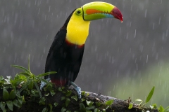 Keel-billed Toucan