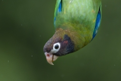 Brown-hooded Parrot