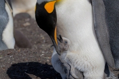 King Penguin