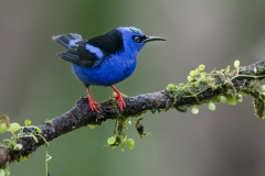 Red-legged Honeycreeper