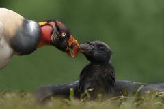 King Vulture