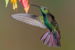 Green-breasted Mango