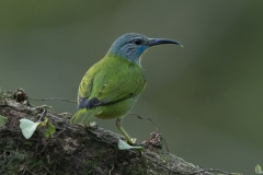 Shining Honeycreeper