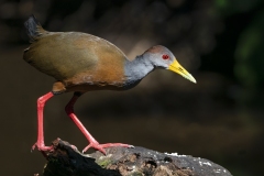 Gray-necked Wood-Rail