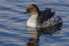 Silvery Grebe