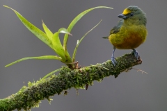Olive-backed Euphonia