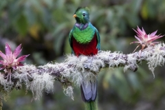 Resplendent Quetzal