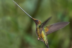 Sword-billed Hummingbird