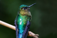 Violet-tailed Sylph
