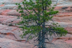 Zion