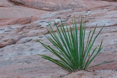 Zion