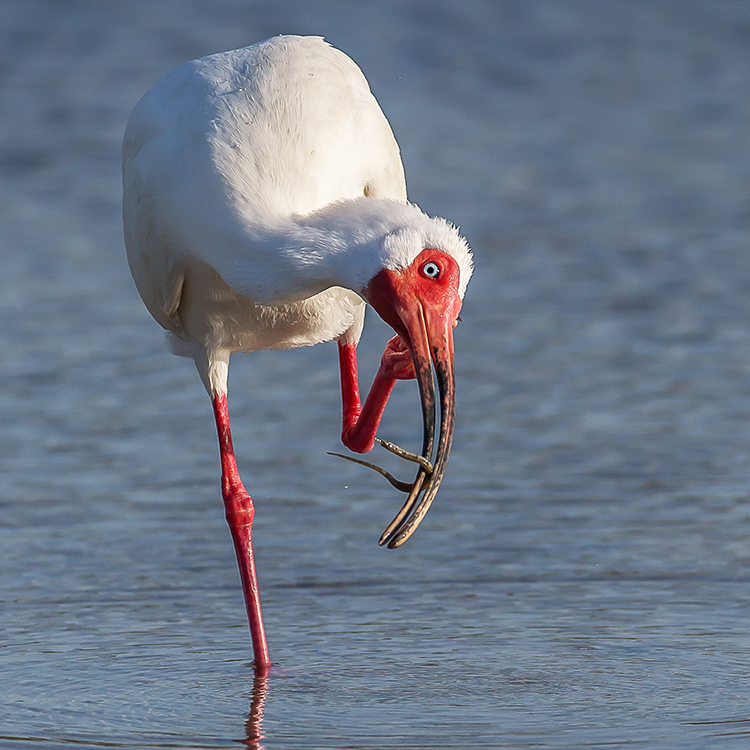Image of White Ibis