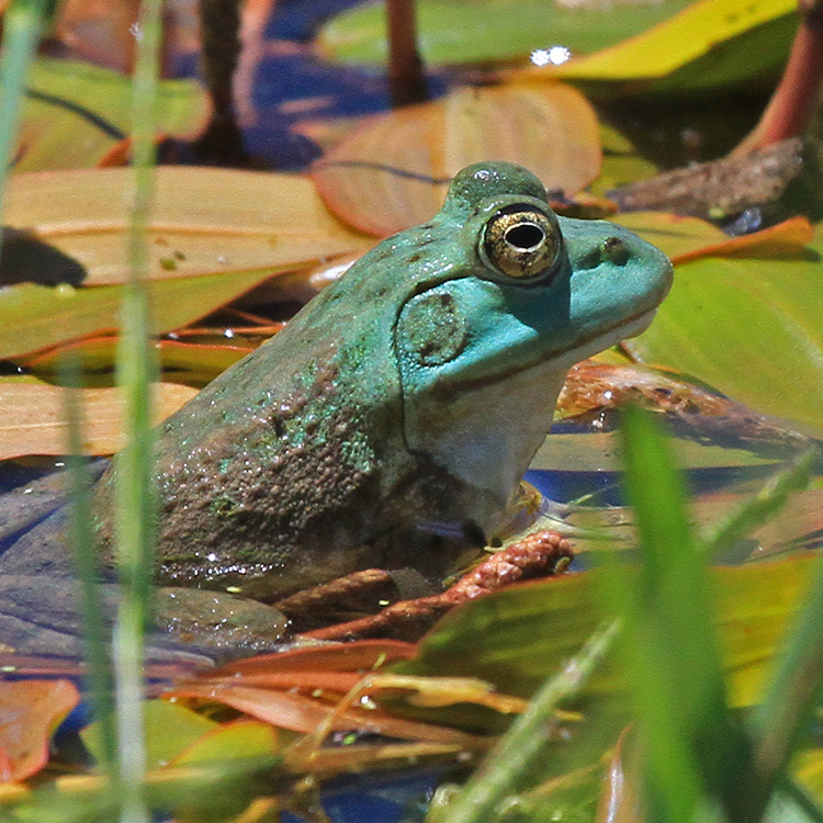 Image of frog
