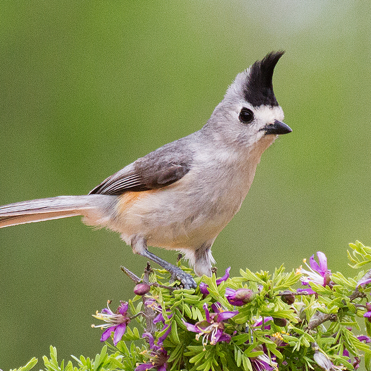 Image of Tufted Titmouse