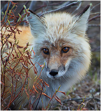 Photo of an Arctic Fox behind a plant
